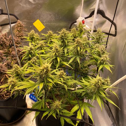 Apricot Auto / Fast Buds  growlog timeline photo