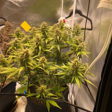 Apricot Auto / Fast Buds  growlog timeline photo