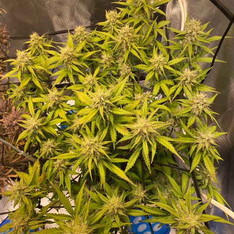 Apricot Auto / Fast Buds  growlog timeline photo