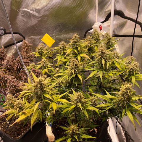 Apricot Auto / Fast Buds  growlog timeline photo