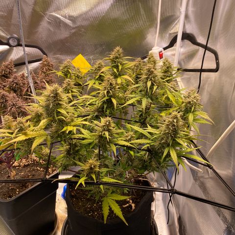 Apricot Auto / Fast Buds  growlog timeline photo