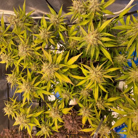 Apricot Auto / Fast Buds  growlog timeline photo