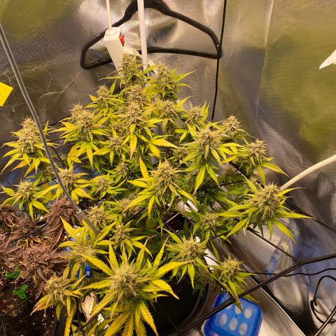 Apricot Auto / Fast Buds  growlog timeline photo