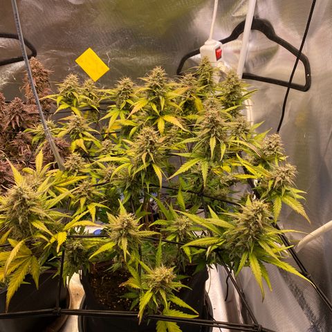 Apricot Auto / Fast Buds  growlog timeline photo
