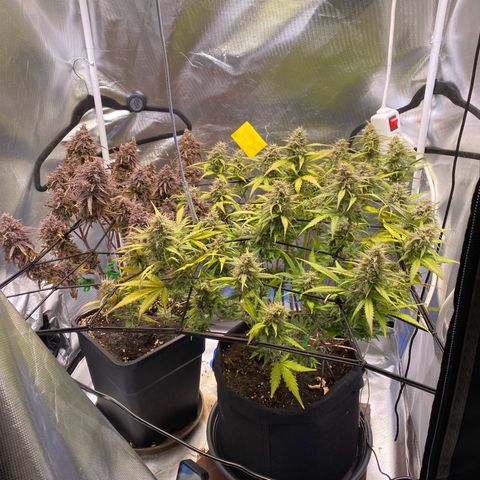 Apricot Auto / Fast Buds  growlog timeline photo