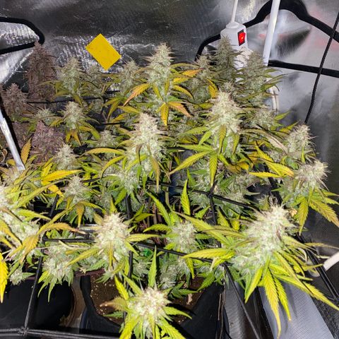Apricot Auto / Fast Buds  growlog timeline photo
