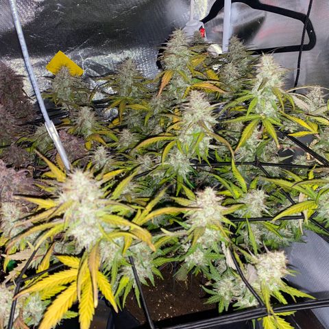 Apricot Auto / Fast Buds  growlog timeline photo