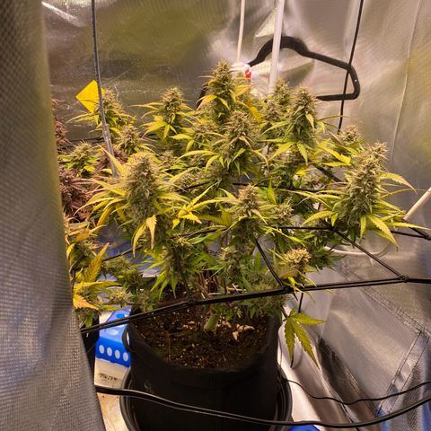 Apricot Auto / Fast Buds  growlog timeline photo