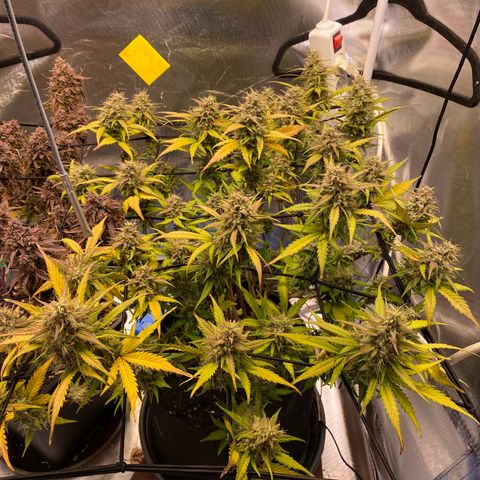 Apricot Auto / Fast Buds  growlog timeline photo