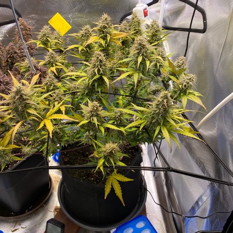 Apricot Auto / Fast Buds  growlog timeline photo