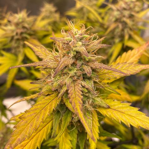 Apricot Auto / Fast Buds  growlog timeline photo