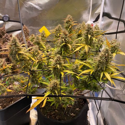Apricot Auto / Fast Buds  growlog timeline photo