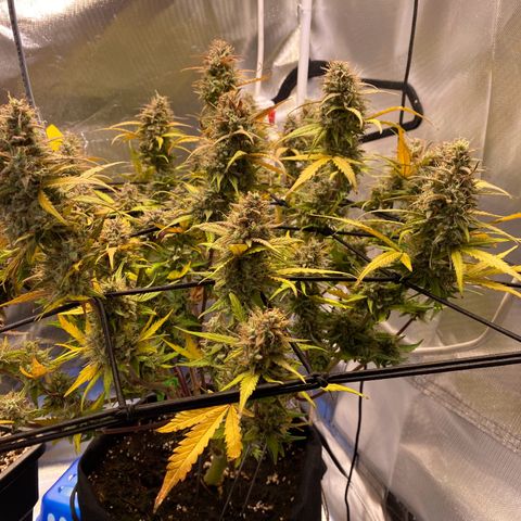 Apricot Auto / Fast Buds  growlog timeline photo