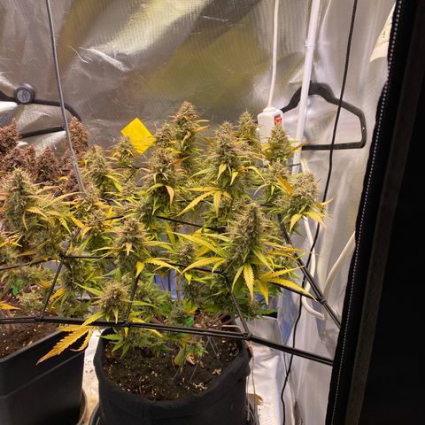 Apricot Auto / Fast Buds  growlog timeline photo