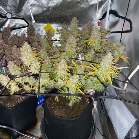 Apricot Auto / Fast Buds  growlog timeline photo