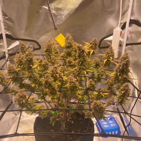 Apricot Auto / Fast Buds  growlog timeline photo