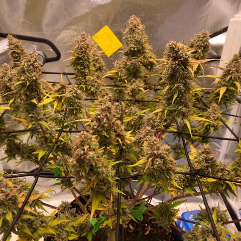 Apricot Auto / Fast Buds  growlog timeline photo