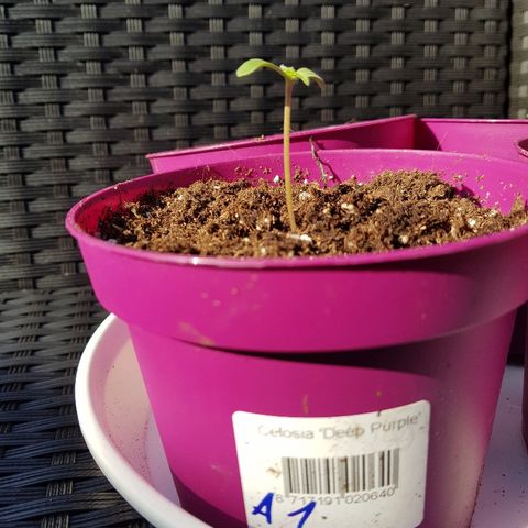 Sensi Amnesia Automatic #1 growlog timeline photo