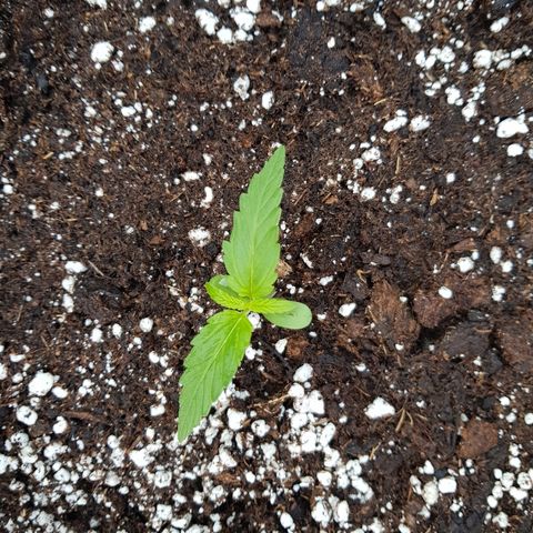 Sensi Amnesia Automatic #1 growlog timeline photo