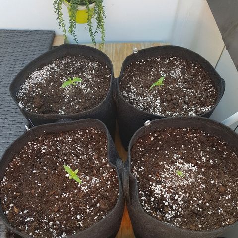 Sensi Amnesia Automatic #1 growlog timeline photo
