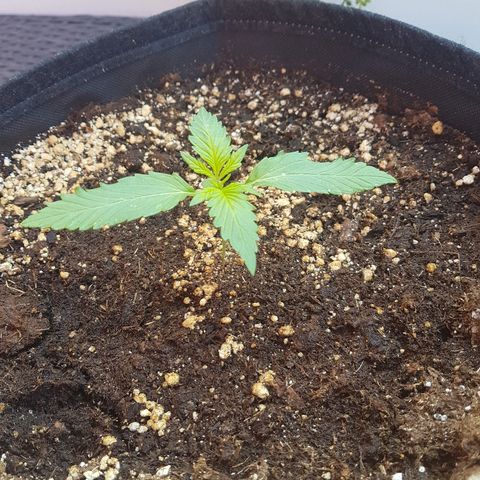 Sensi Amnesia Automatic #1 growlog timeline photo