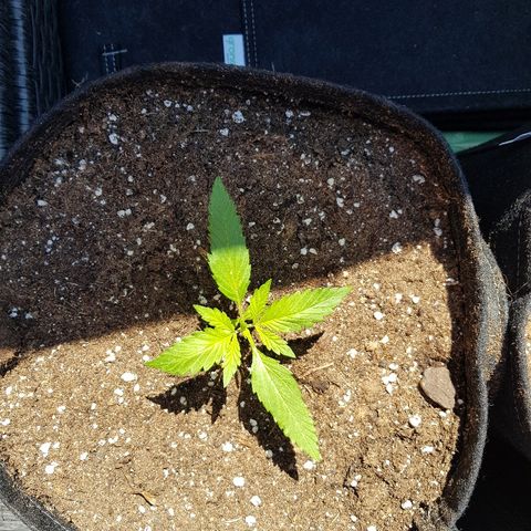 Sensi Amnesia Automatic #1 growlog timeline photo