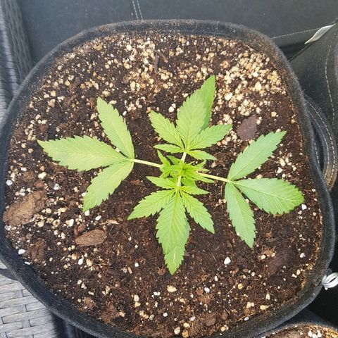Sensi Amnesia Automatic #1 growlog timeline photo