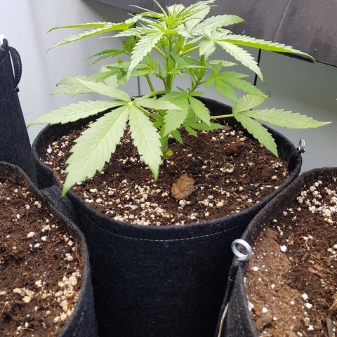 Sensi Amnesia Automatic #1 growlog timeline photo