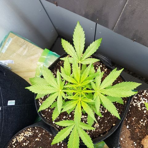 Sensi Amnesia Automatic #1 growlog timeline photo