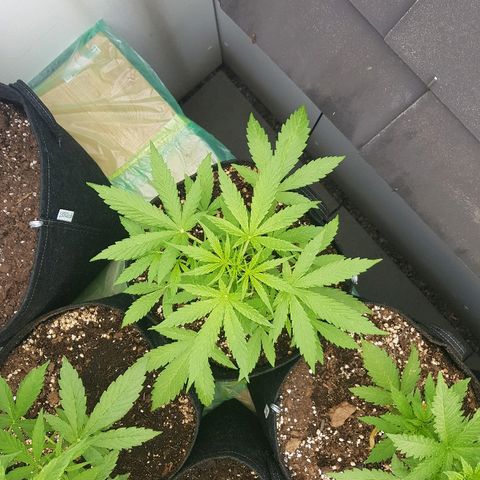 Sensi Amnesia Automatic #1 growlog timeline photo