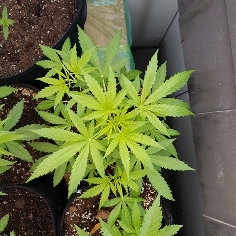Sensi Amnesia Automatic #1 growlog timeline photo