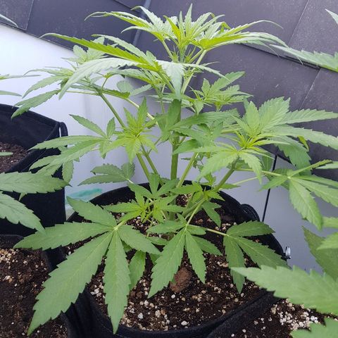 Sensi Amnesia Automatic #1 growlog timeline photo