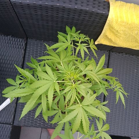 Sensi Amnesia Automatic #1 growlog timeline photo