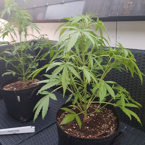 Sensi Amnesia Automatic #1 growlog timeline photo