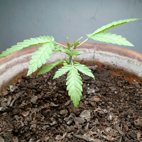 MK 1 growlog timeline photo