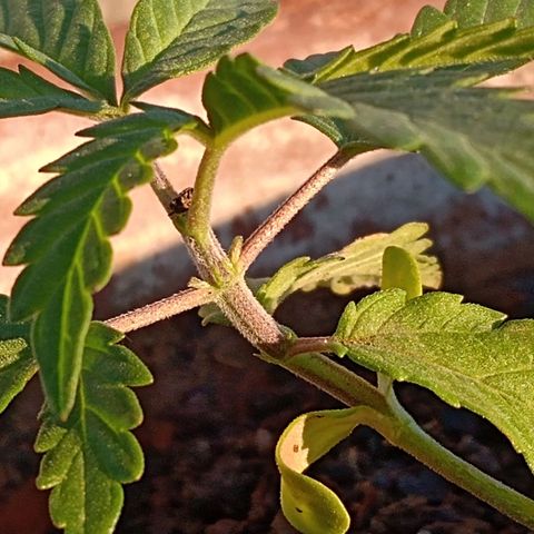 MK 1 growlog timeline photo