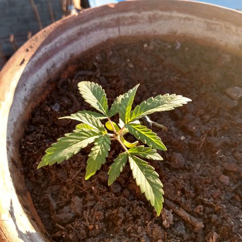 MK 1 growlog timeline photo