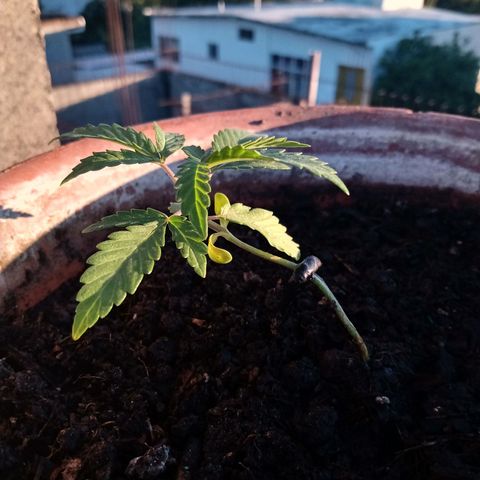 MK 1 growlog timeline photo