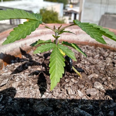MK 1 growlog timeline photo