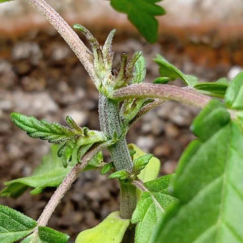 MK 1 growlog timeline photo