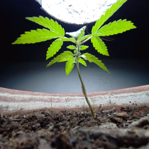 MK 1 growlog timeline photo