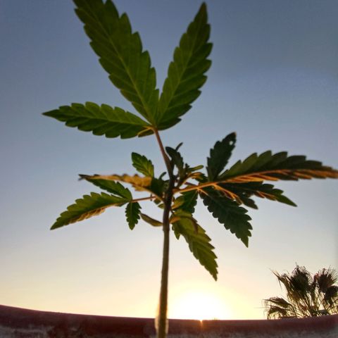 MK 1 growlog timeline photo