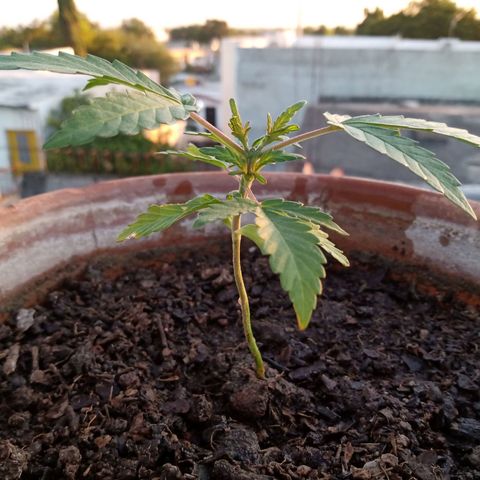 MK 1 growlog timeline photo