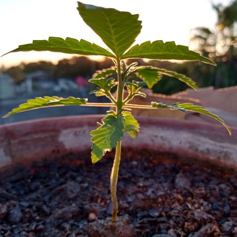 MK 1 growlog timeline photo
