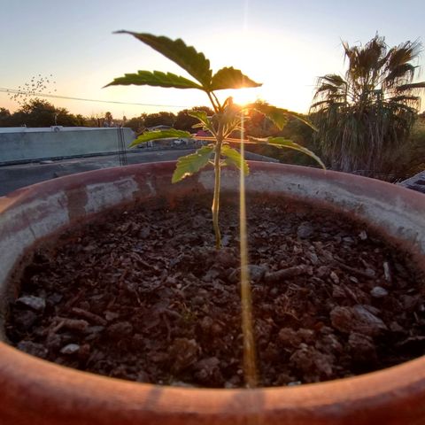MK 1 growlog timeline photo