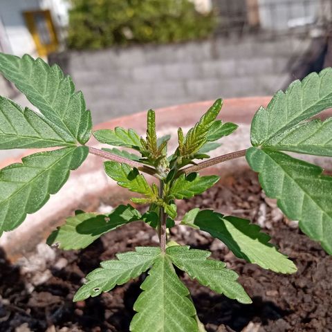 MK 1 growlog timeline photo
