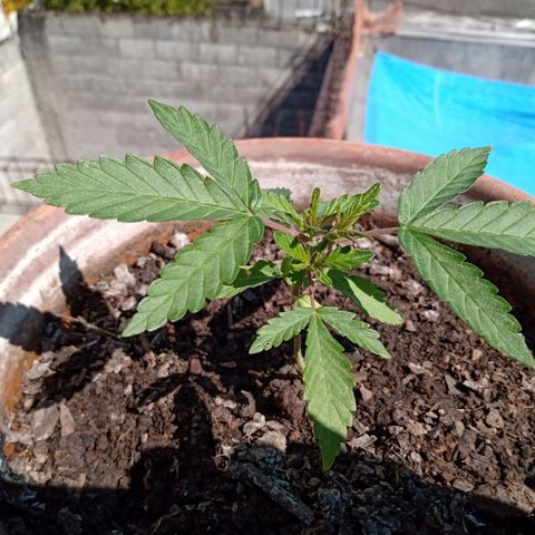MK 1 growlog timeline photo