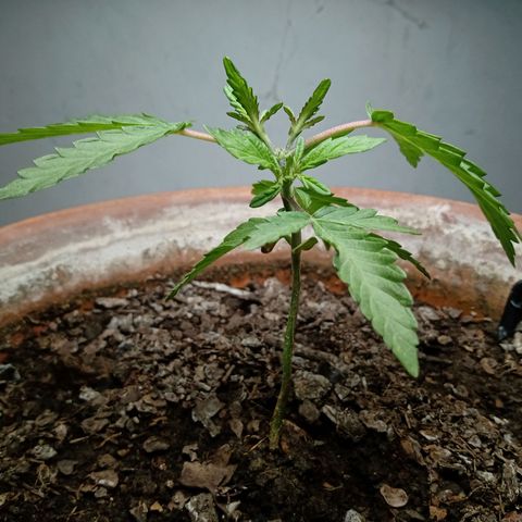 MK 1 growlog timeline photo