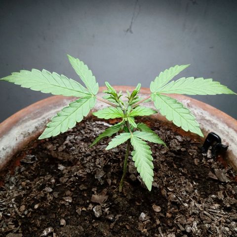MK 1 growlog timeline photo
