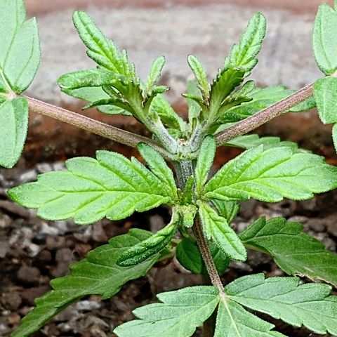 MK 1 growlog timeline photo